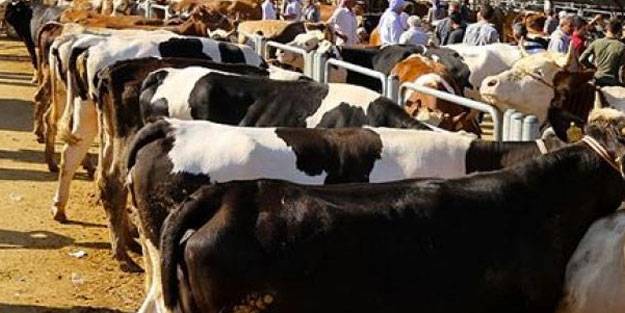 Esenyurt kurban kesim yerleri! Esenyurt kurban kesim yerleri nerede?