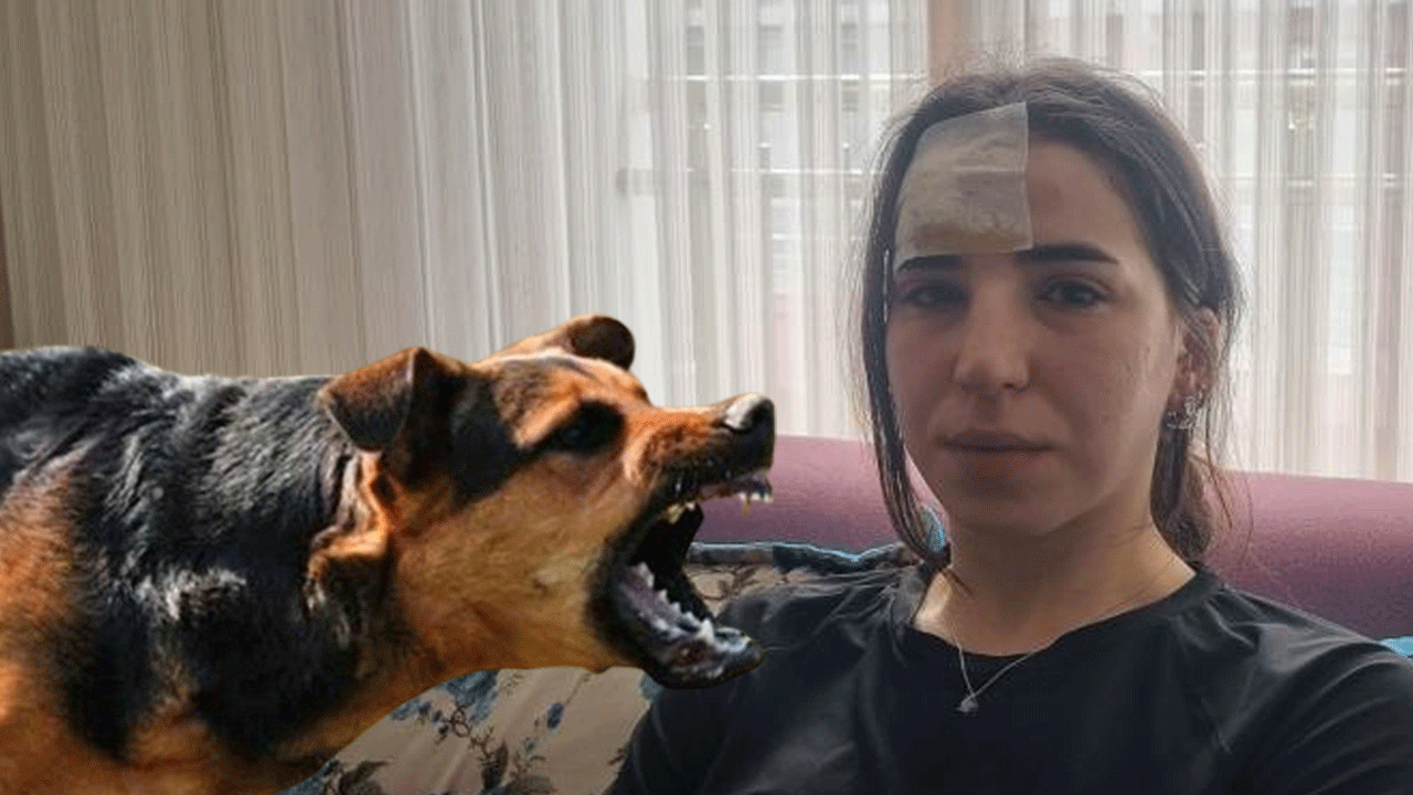 Esenyurt’ta başıboş köpekler dehşet saçtı