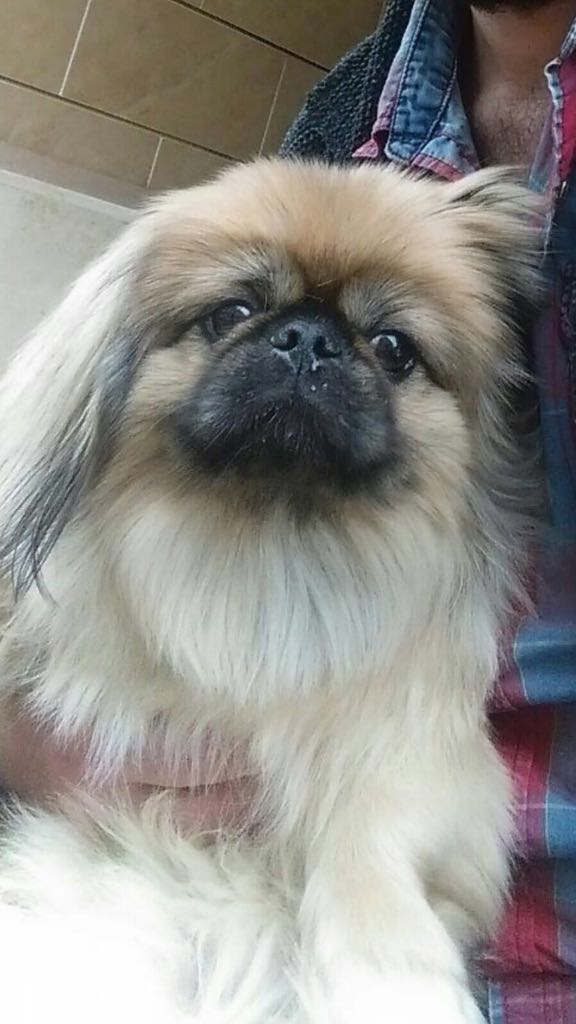 Esenyurt'ta ev sahibini bağlayıp köpeğini bile çaldılar!