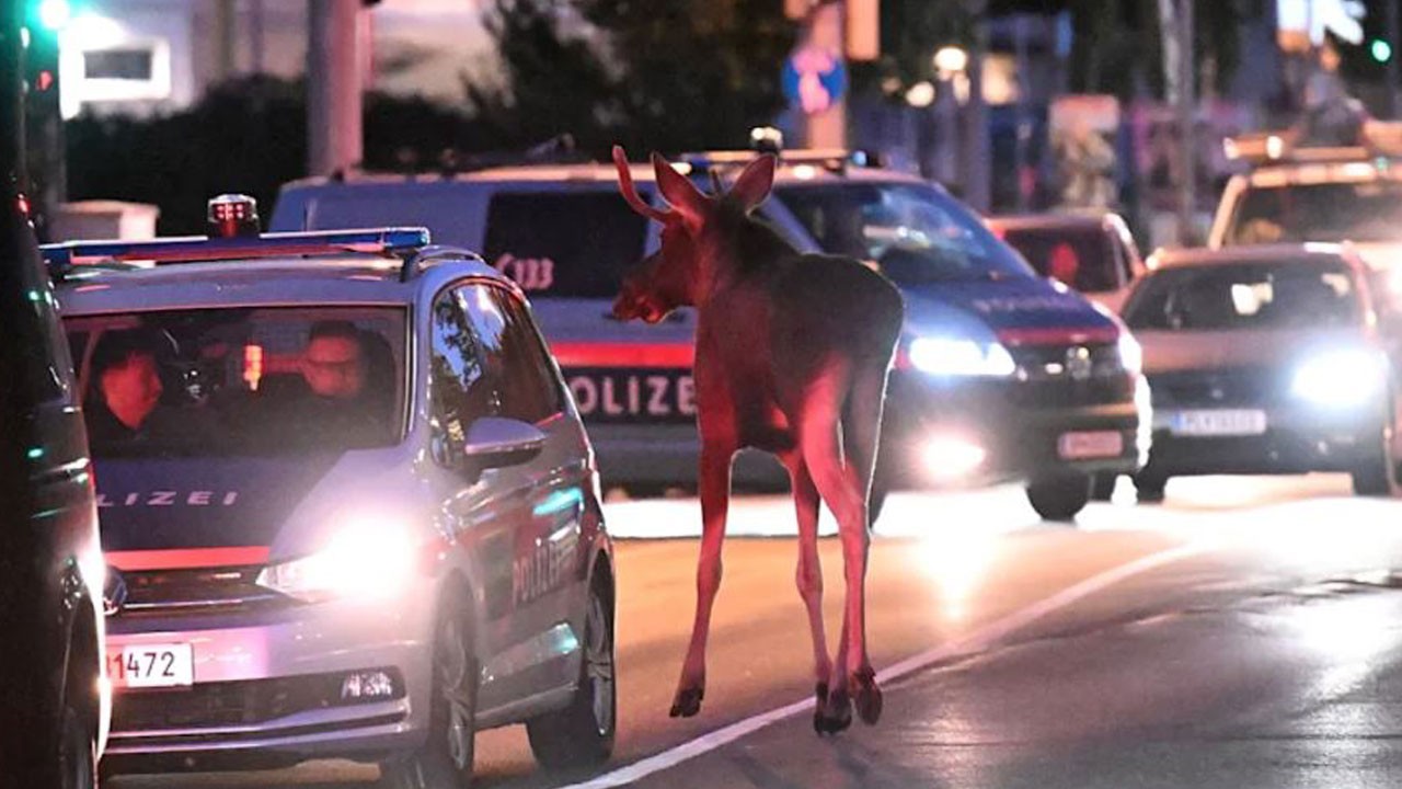Eşini arıyordu: Avusturya ünlü geyiği sınır dışı etti!