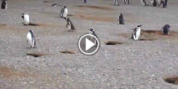 Eşini başka erkekle basan penguen