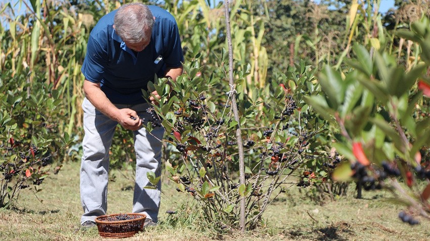 Eşinin sağlığı için ekti, şimdi paraya para demiyor! "Süper meyve"den süper kazanç elde ediyor