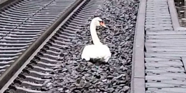 Eşinin 'yasını tutan' kuğu tren seferlerini aksattı