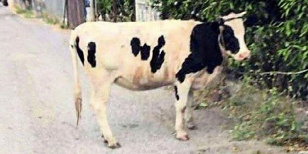 Eski eşine gönderme yapınca ceza aldı