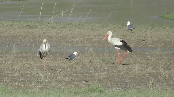 Eski günlerine kavuştu! Artık yaban kuşlarının evi