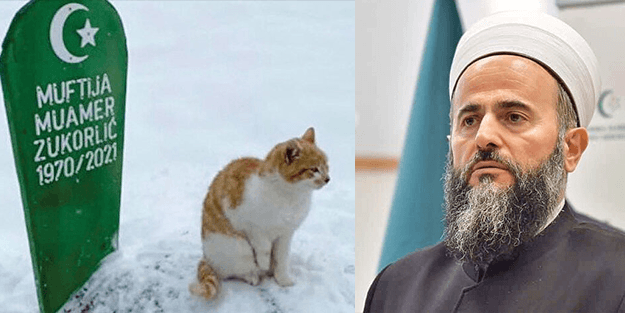 Eski müftü Muammer Zukorliç'in kedisi mezarından ayrılmıyor