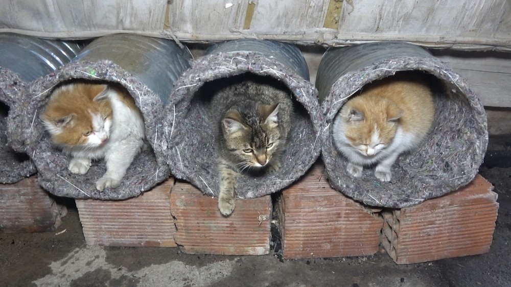 Eski su bidonlarını ve battaniyeleri kedi yuvasına dönüştürdü 