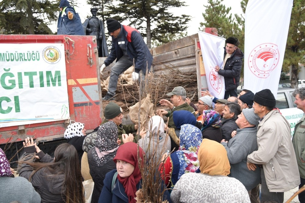 Eskişehir Orman Bölge Müdürlüğü 100 bin ceviz fidanı dağıttı 