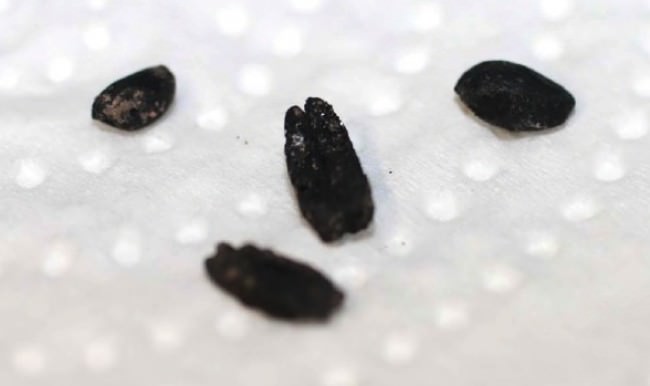 Eskişehir'de 8 bin yıllık en eski tahıl örneği bulundu