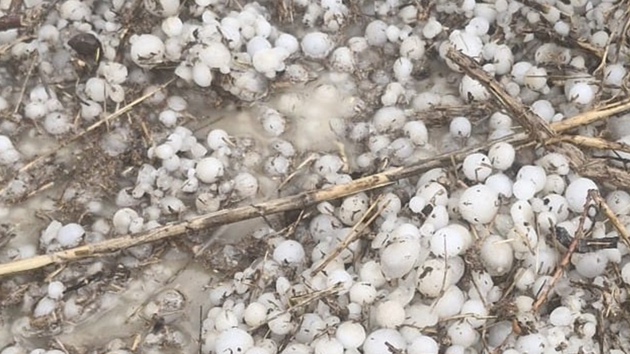 Eskişehir’de ceviz büyüklüğünde dolu tarım arazilerini vurdu