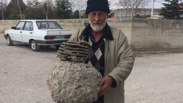 Eskişehir'de dev yaban arısı yuvası görenleri şaşırtıyor