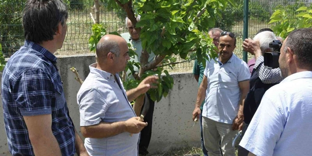 Eskişehir’de ipekböcekçiliği yaygınlaşıyor