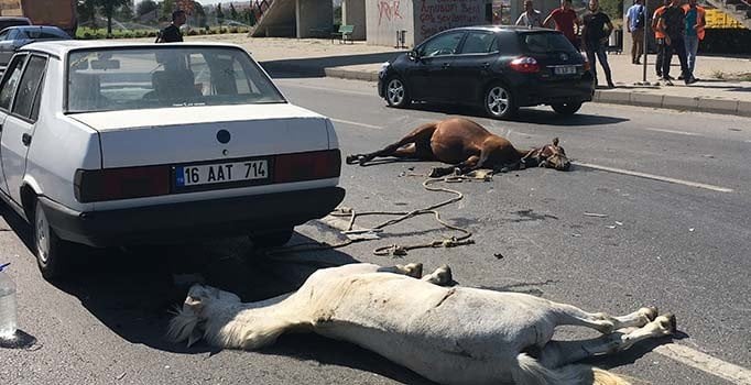 Eskişehir'de kahreden kare: Otomobilin çarptığı iki at öldü