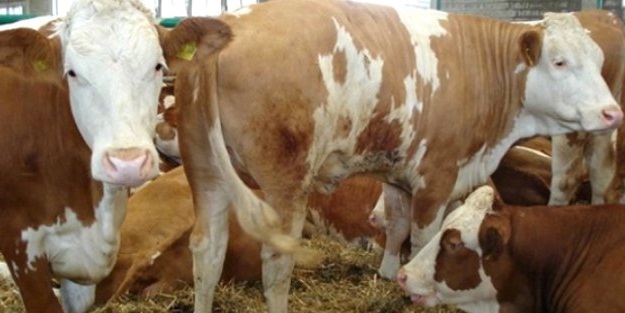 Eskişehir'de karantina