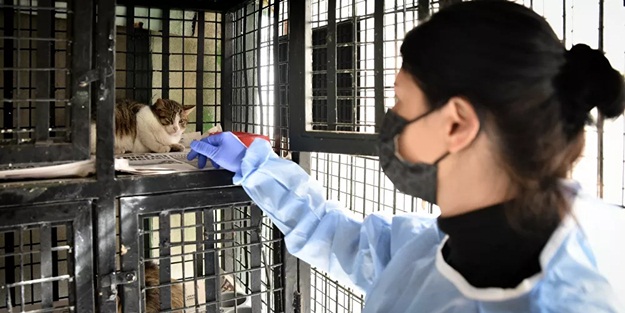 Eskişehir'de 'kedi koronavirüsü' tehlikesi: '10 gün yaşıyor'