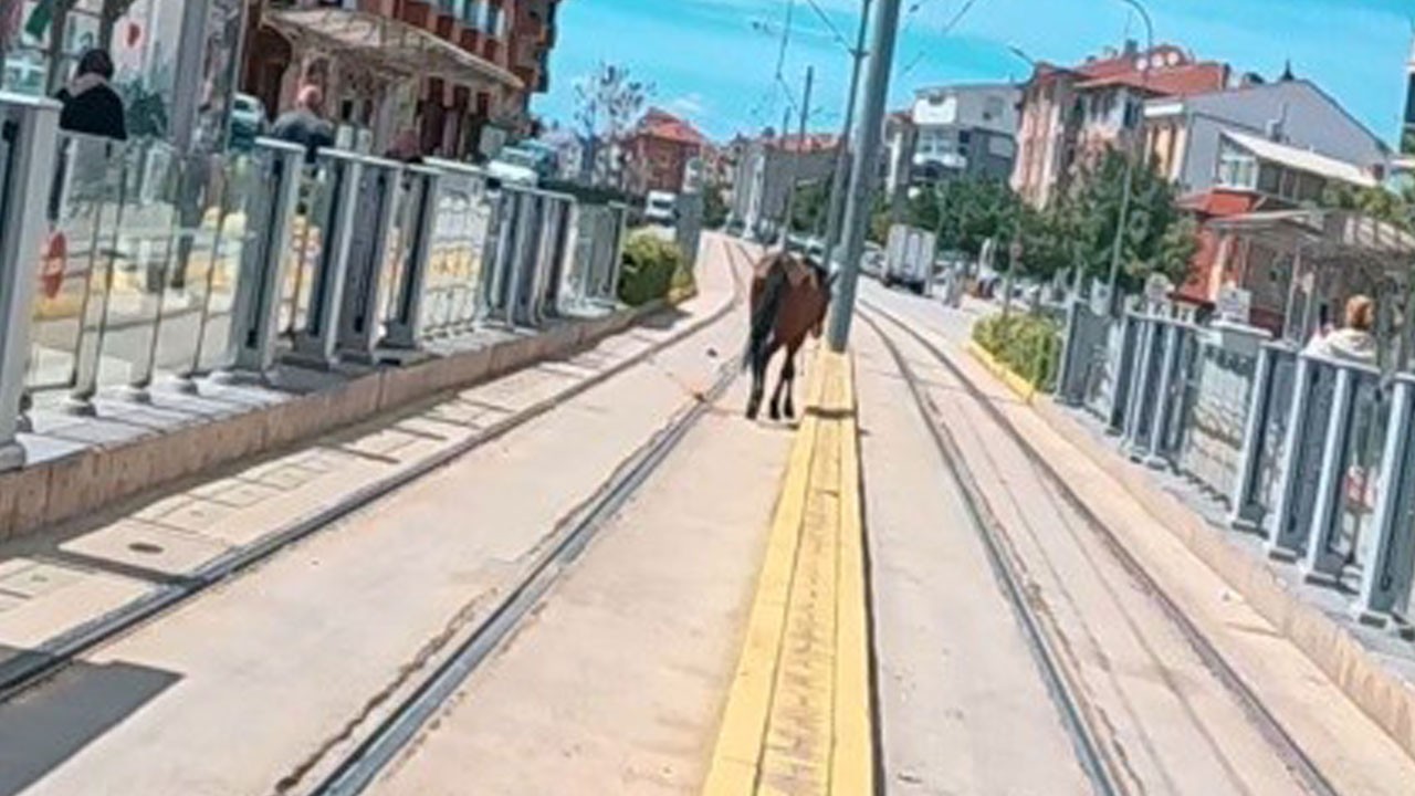 Eskişehir’de sıra dışı manzara! Tramvay beklerken at geldi