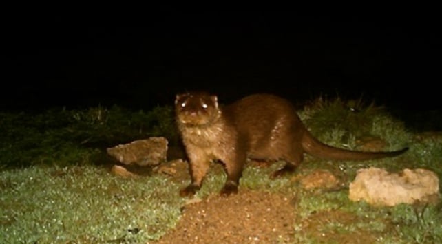 Eskişehir'de su samuru ilk kez görüntülendi