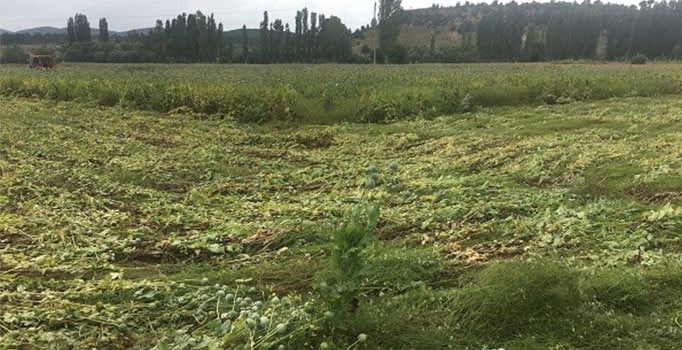 Eskişehir'de yasa dışı ekilmiş 60 bin kök haşhaş bitkisi ele geçirildi