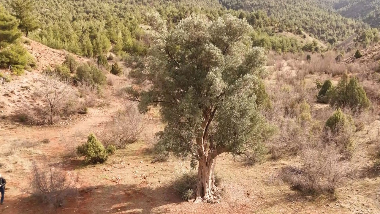 Eskişehir’de yaşayan tarih! 800 yıllık zeytin ağacı hala meyve veriyor