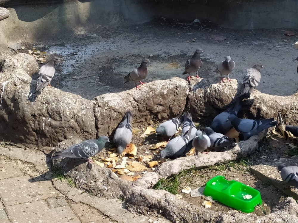 Eskişehirliler sokak hayvanlarını unutmadı 