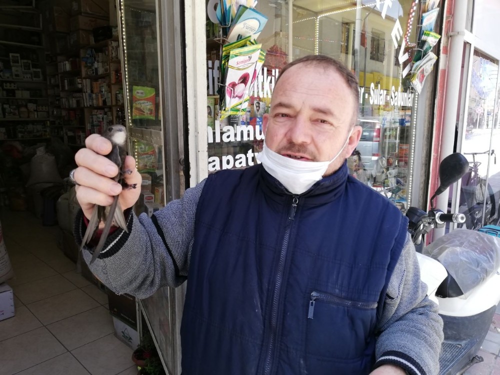 Esnaf ipe dolanan ebabil için seferber oldu 