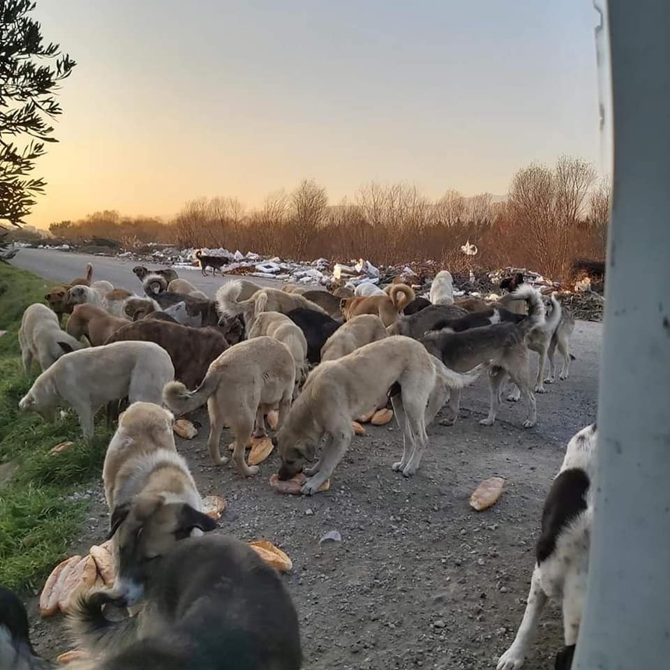 Esnaf Odası’ndan sokaktaki dostlarımıza destek 