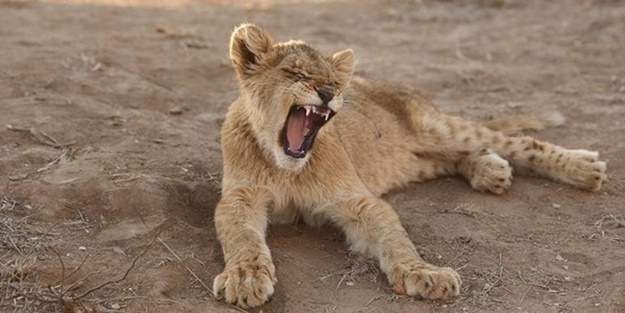Esneme neden bulaşıcıdır? - FOTO