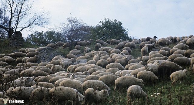 Esrar yiyen koyunlar köyü birbirine kattı