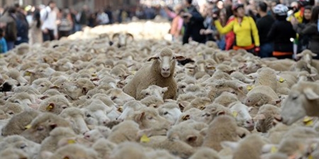 Esrar yiyen koyunlar ortalığı birbirine kattılar