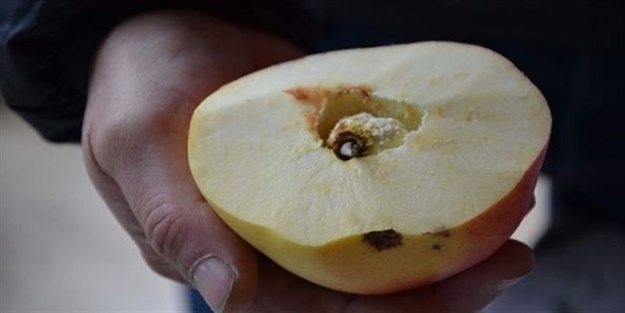 Esrarengiz meyvenin sırrı hâlâ çözülemedi