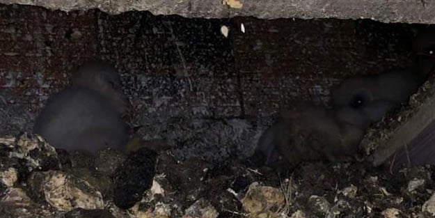 Esrarengiz sesin kaynağı baykuş çıktı!