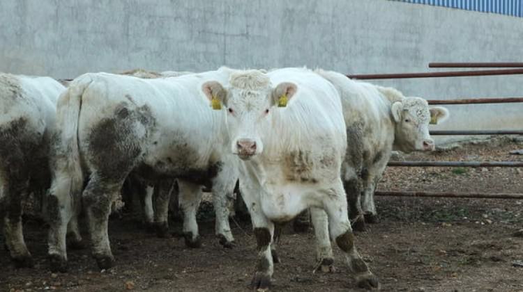 Et açığını onlar kapatacak