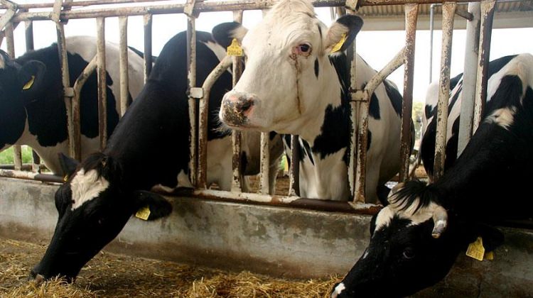 Et üreticilerinden kurban fiyatı duyurusu