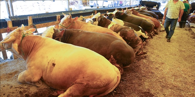 Et ve Süt Kurumu açıkladı... Satılamayan kurbanlıklar ne olacak?