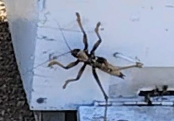 Et yiyen dev çekirge o ilde görüldü