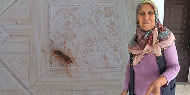 Et yiyen örümcek yine ortaya çıktı