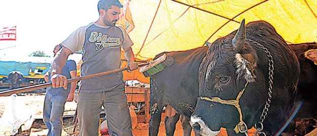 Et ve Süt Kurumu, besiciden canlı büyükbaş hayvan alacak