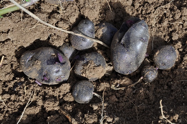 ETB’den mor patates ilgisi