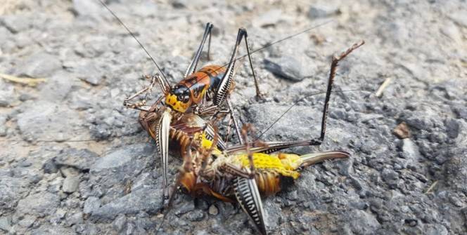 Etçil çekirge görenleri şaşırttı