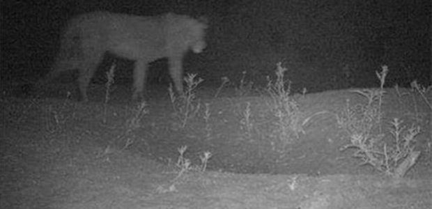 Daha önce böylesi görülmedi!