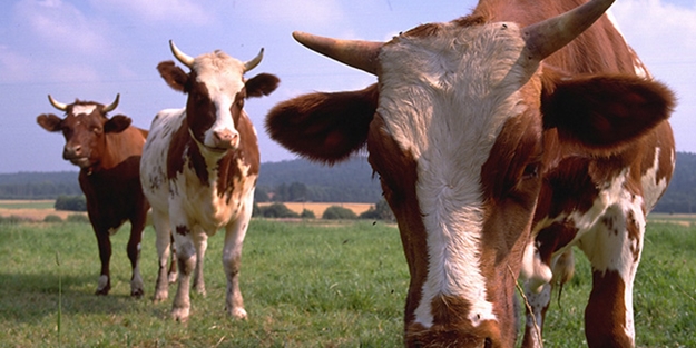 Ette ithalatı OSB bitirecek