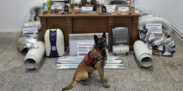 Ev değil uyuşturucu tarlası