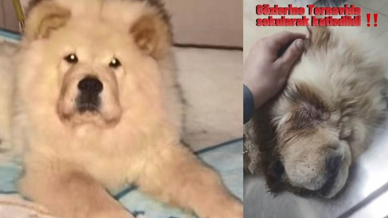 "Ev sahibim tornavidayla köpeğimi kör edip öldürdü" dedi! Gerçek bakın ne çıktı