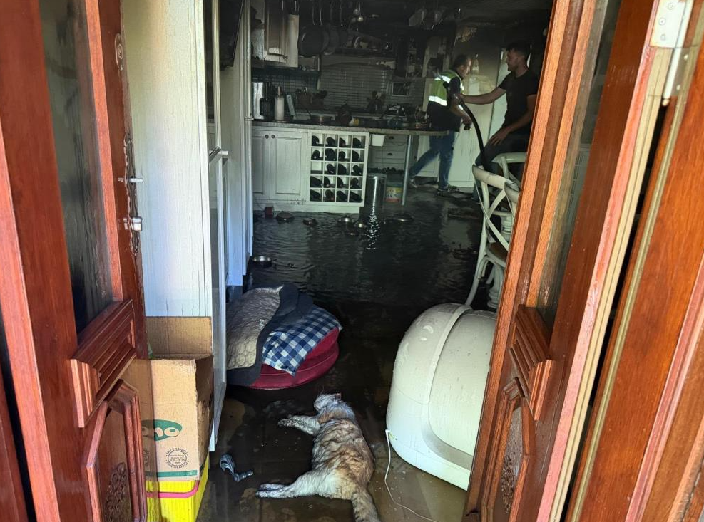 Ev yandı 2 kedi telef oldu