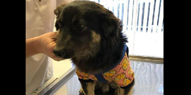 Evcil hayvan fuarına terk edilen yavru köpeğe yuva arıyorlar
