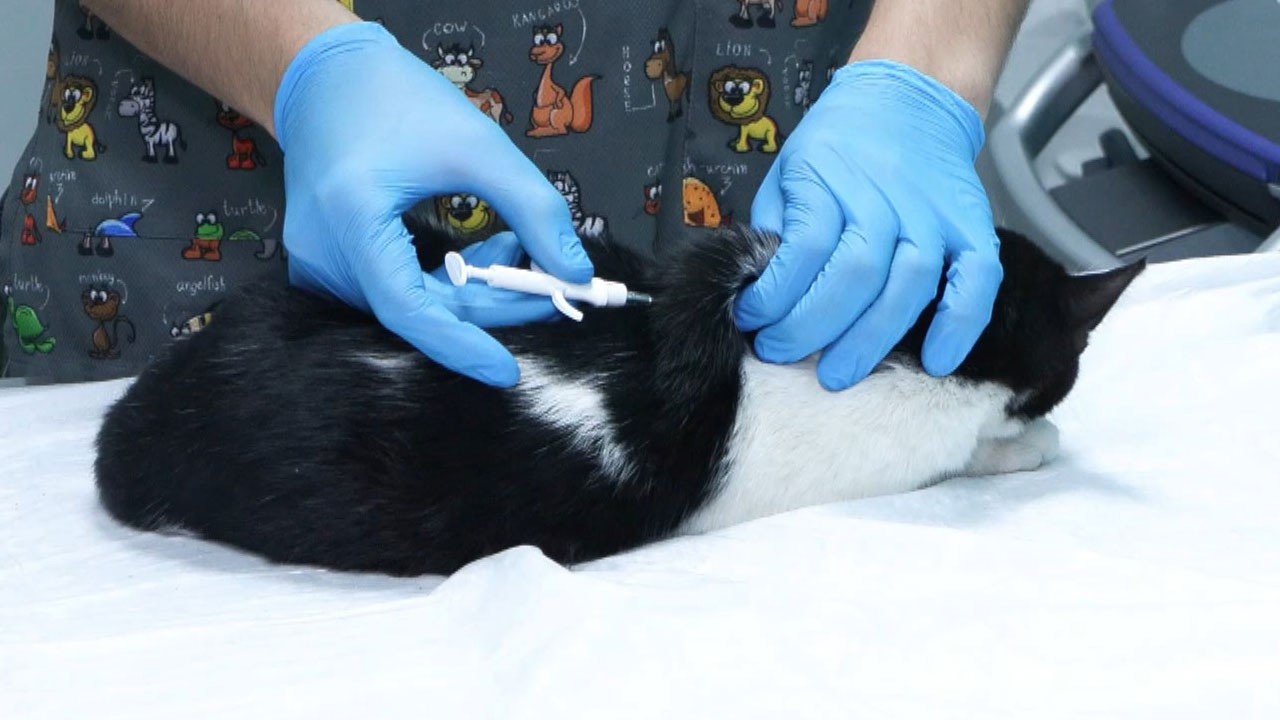 Evcil hayvan sahipleri dikkat! Son tarih 31 Aralık