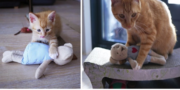 Evcil hayvanlarda mikroçip süresi daralıyor