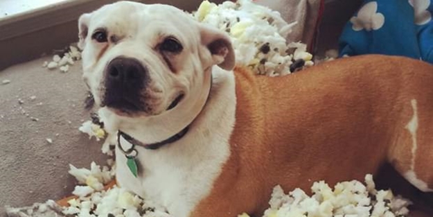 Evcil hayvanların gülümseten yaramazlıkları