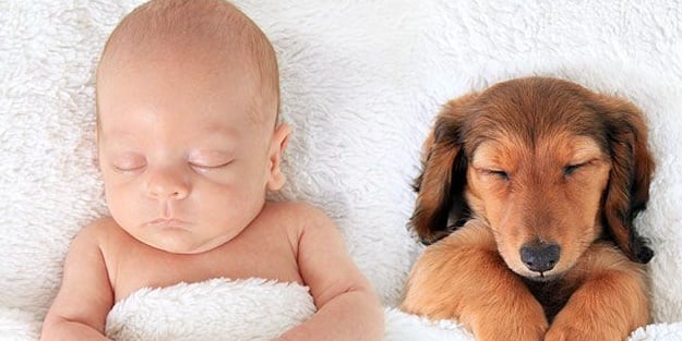 Evcil hayvanlarla büyüyen bebekler daha az hastalanıyor