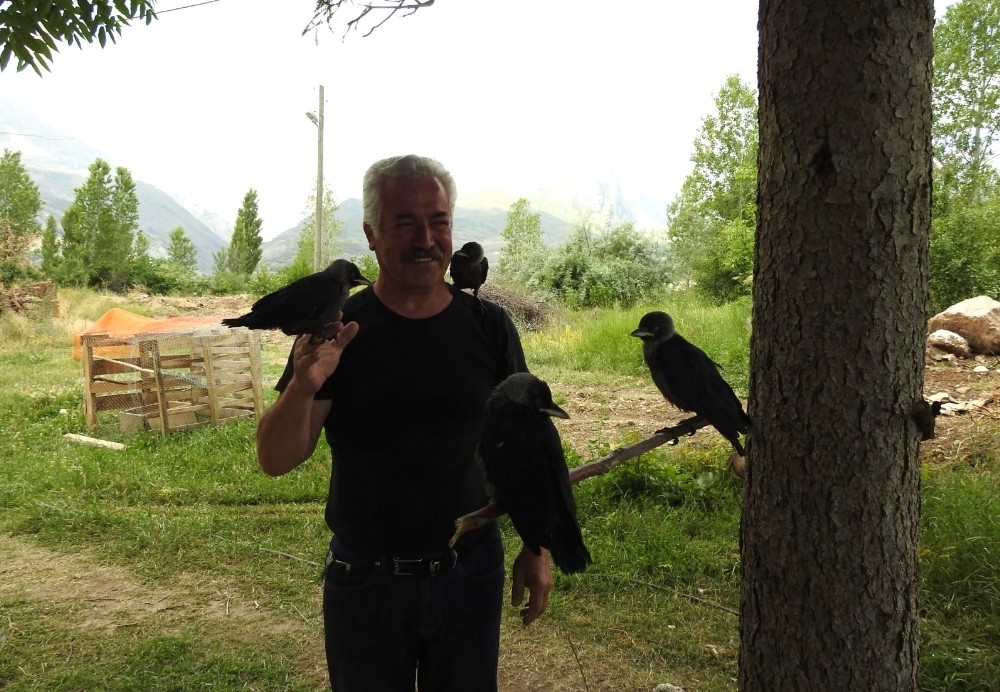 Evcilleşen kargalar beldenin maskotu oldu 